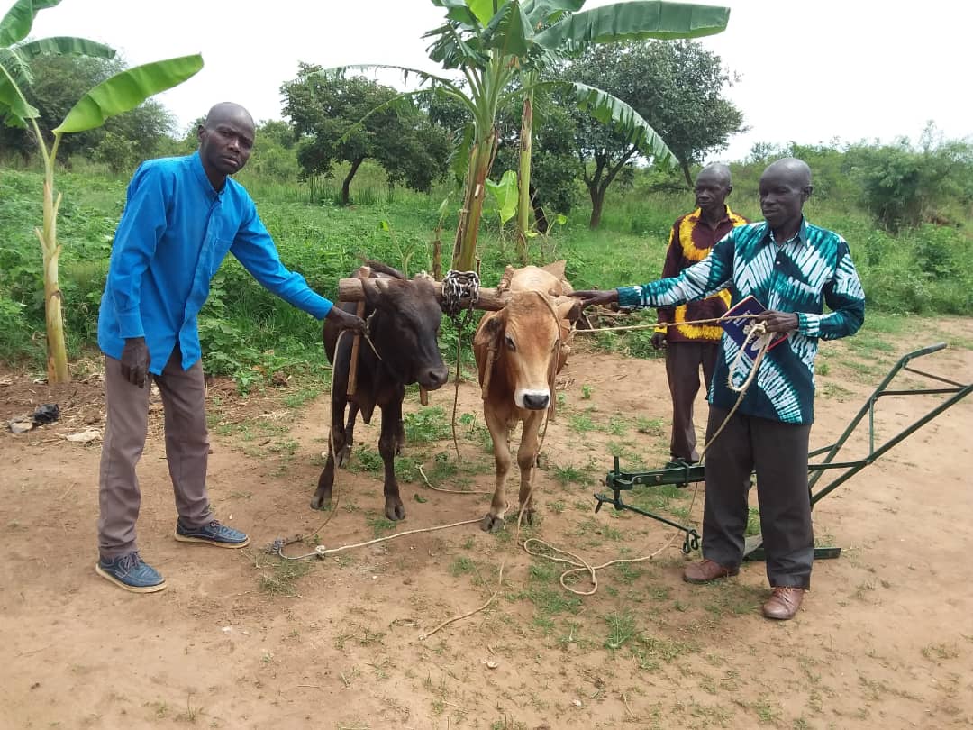 Rural pastor reading a study Bible in Acholi